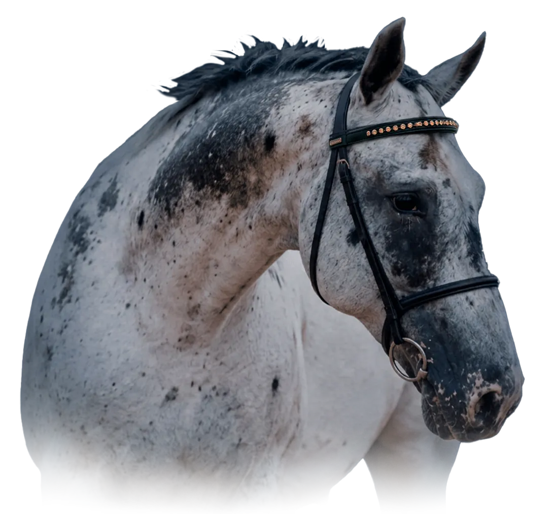 Donatello, a Knabstrupper FewSpot stallion with a striking spotted coat
