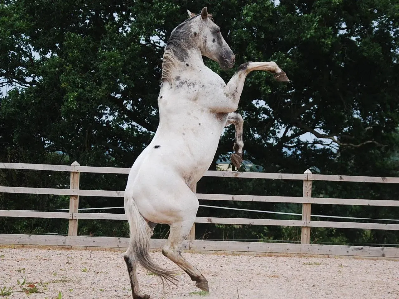Donatello rearing, showing the FewSpot leopard pattern produced by his LP/LP and PATN1/PATN1 genetics