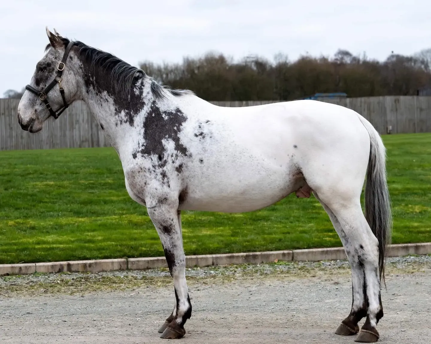 Donatello standing in profile, showcasing his distinctive black and white FewSpot spotting