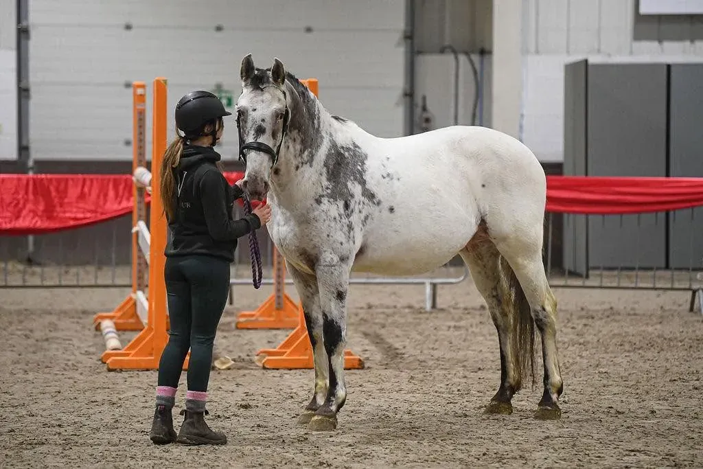 Donatello being led in-hand past jump poles during a training session