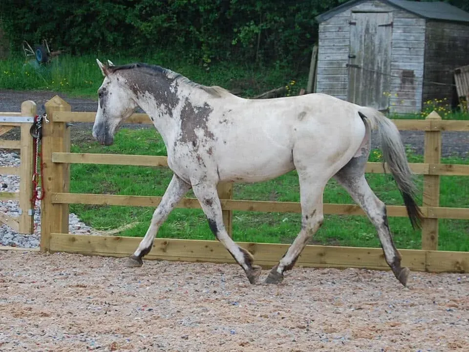 Donatello trotting alongside the paddock fence, displaying his spotted coat