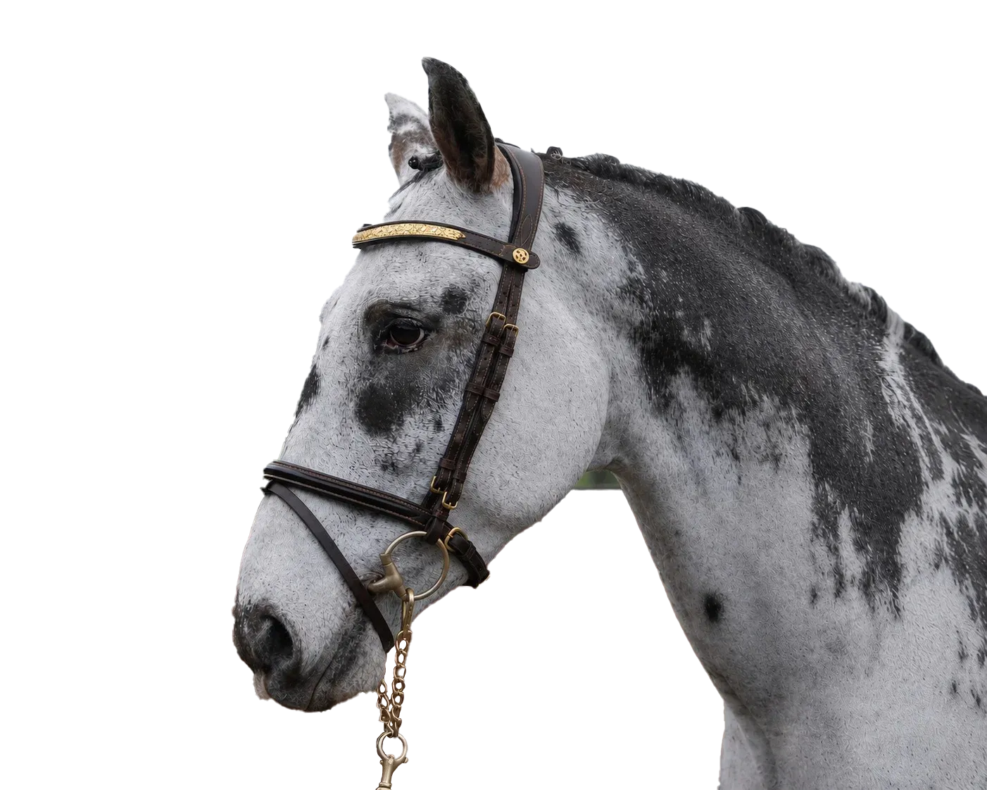 Donatello, a Knabstrupper stallion with a striking FewSpot leopard coat